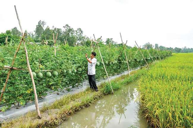 Chuyển đổi cơ cấu ngành nông nghiệp đang phát huy hiệu quả (4/1/2019)