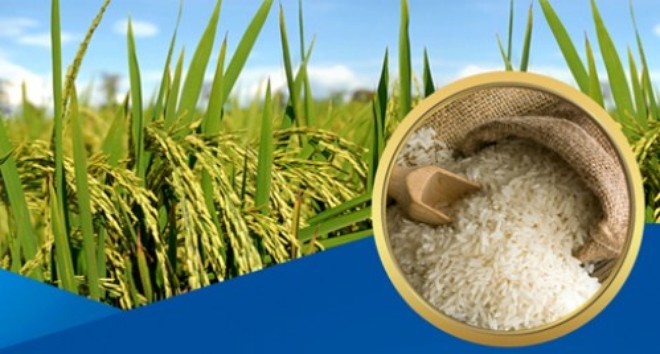 Lúa gạo chất lượng cao – hướng đi tất yếu trong hội nhập (21/1/2019)