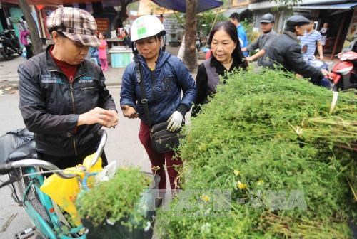 Hương mùi già giữ nét đẹp Tết xưa (24/1/2019)