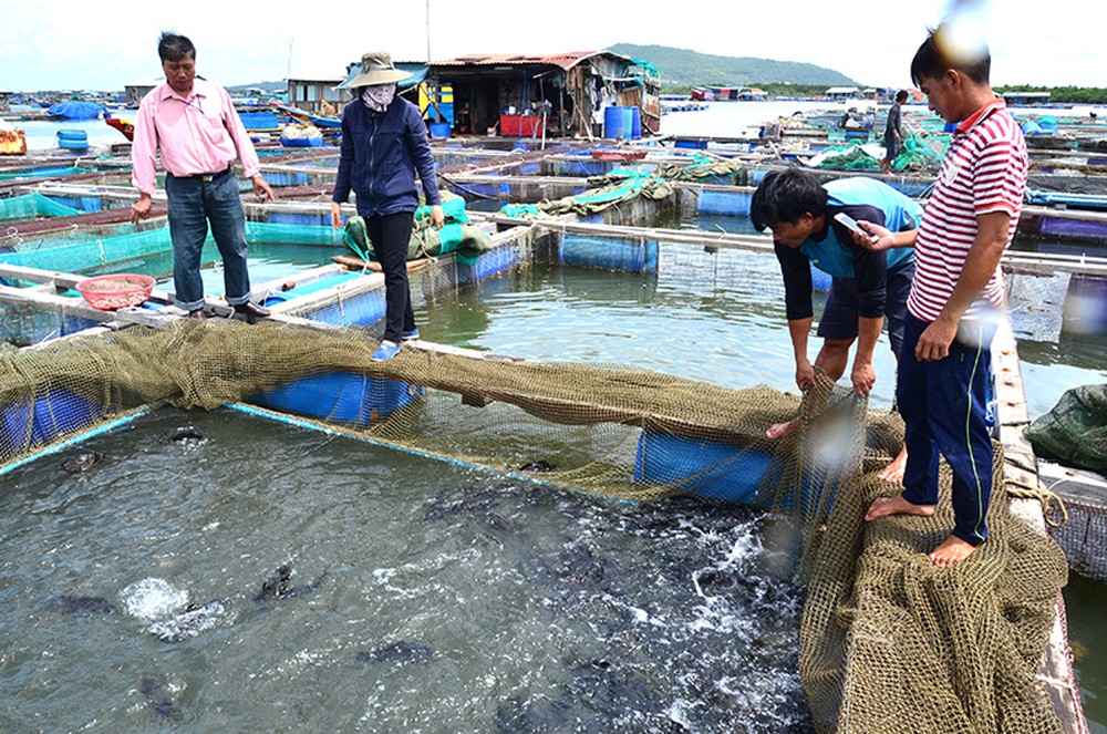 Tiềm năng nuôi thủy hải sản trên biển của Việt Nam (14/10/2019)