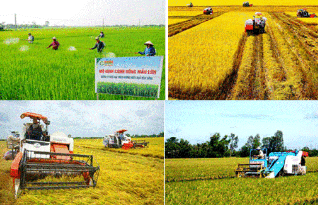 Nông thôn mới Tiền Giang và bài toán về liên kết sản xuất (9/10/2019)