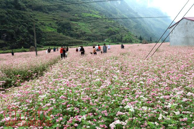 Hà Giang với mùa hoa Tam Giác Mạch (4/10/2019)