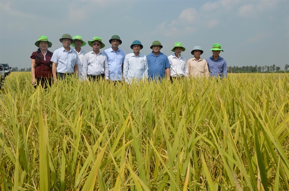 Mùa vàng ở Thái Bình (19/10/2019)