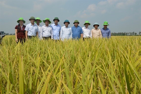 Mùa vàng ở Thái Bình (19/10/2019)