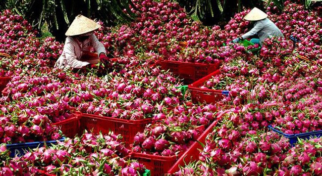 Nông dân Việt và sân chơi toàn cầu (14/10/2019)