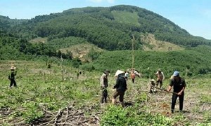 Quản lý đất nông lâm trường vẫn còn nhiều bất cập (27/11/2019)