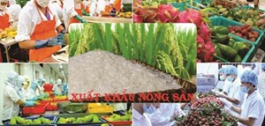 Xuất khẩu nông sản 10 tháng giảm: Đâu là nguyên nhân? (14/11/2019)