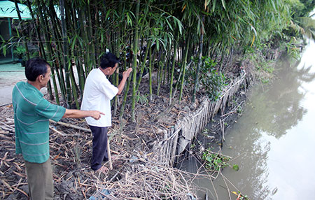 Hậu Giang: Kè sinh thái chống sạt lở - Chi phí thấp hiệu quả cao (12/11/2019)