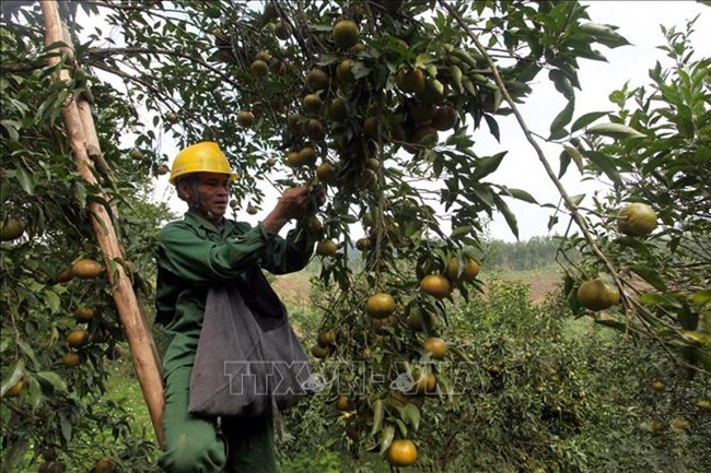 Xây dựng chuỗi giá trị cho nông sản Bắc Kạn (5/11/2019)