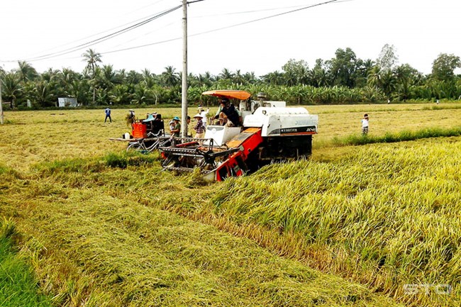 Nhà nông học... làm nông (6/11/2019) 