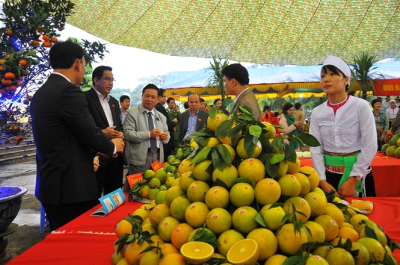 Phát triển cây ăn quả có múi tại các tỉnh Bắc Trung Bộ (21/11/2019)