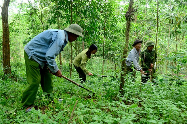 Quản lý bảo vệ rừng ngay từ đầu mùa khô (2/11/2019)