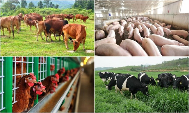 Đa dạng chăn nuôi để giảm áp lực cho ngành chăn nuôi lợn dịp cuối năm (12/11/2019)