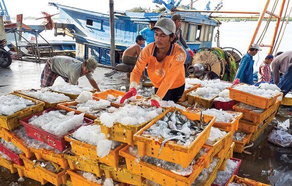 THỜI SỰ 6H SÁNG 15/11/2019: Ủy ban châu Âu ghi nhận những kết quả trong việc chống khai thác hải sản trái phép của Việt Nam.