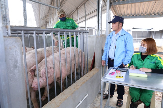 Tăng cường kiểm soát buôn lợn qua biên giới, bình ổn thị trường trong nước (26/11/2019)