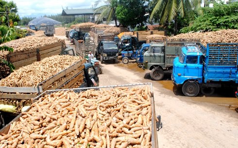 Giải pháp quy hoạch nguồn nguyên liệu sắn cho sản xuất cồn ethanol  (18/11/2019)