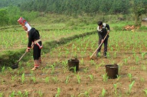 Giải quyết đất ở, đất sản xuất cho vùng đồng bào dân tộc thiểu số, những vấn đề đặt ra (7/12/2019)