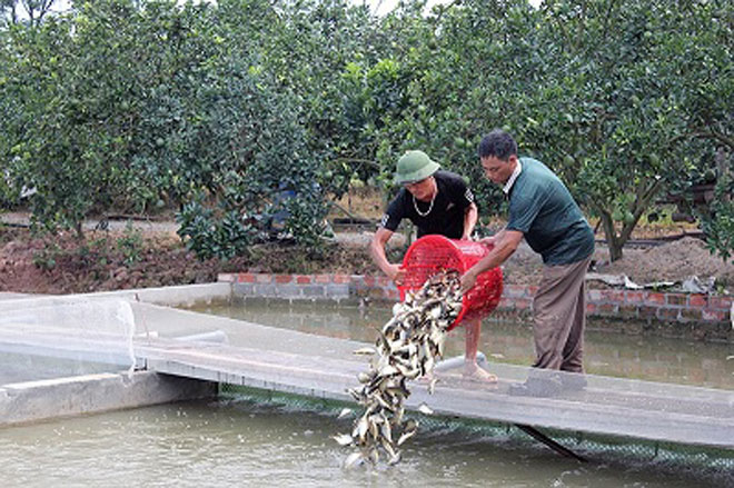 Đảm bảo năng suất, hiệu quả nuôi cá mùa đông (16/12/2019)