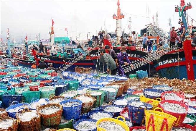 Nhìn lại một năm đầy sóng gió với ngành thủy sản (27/12/2019)