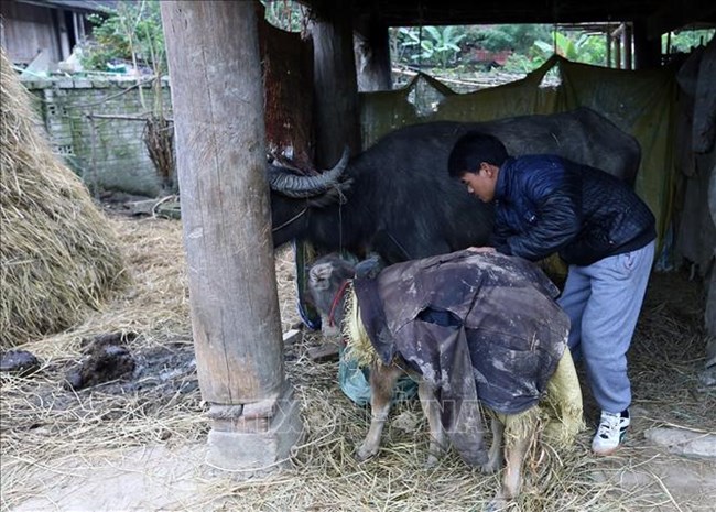 Chủ động phòng chống đói, rét cho gia súc (10/12/2019)