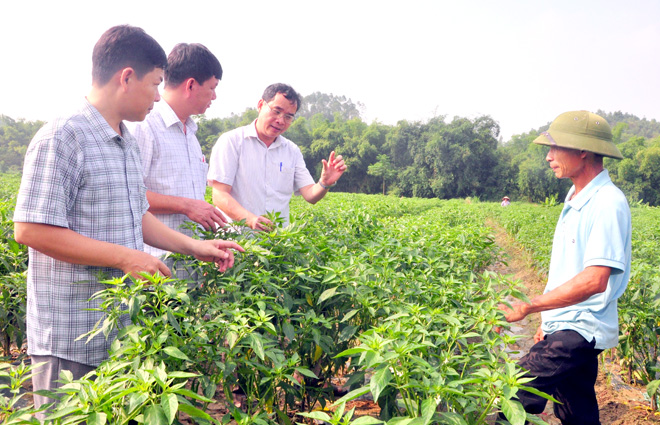 Liên kết sản xuất tạo động lực phát triển nông nghiệp (24/12/2019)