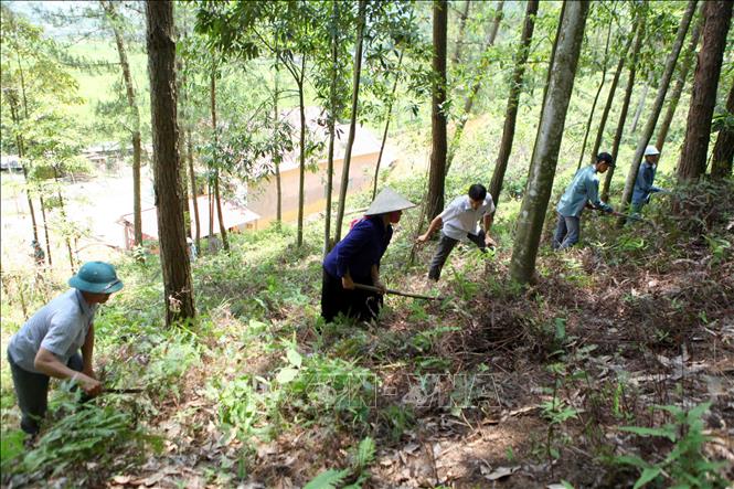 Các địa phương quyết liệt phòng chống cháy rừng trong mùa khô (11/12/2019)