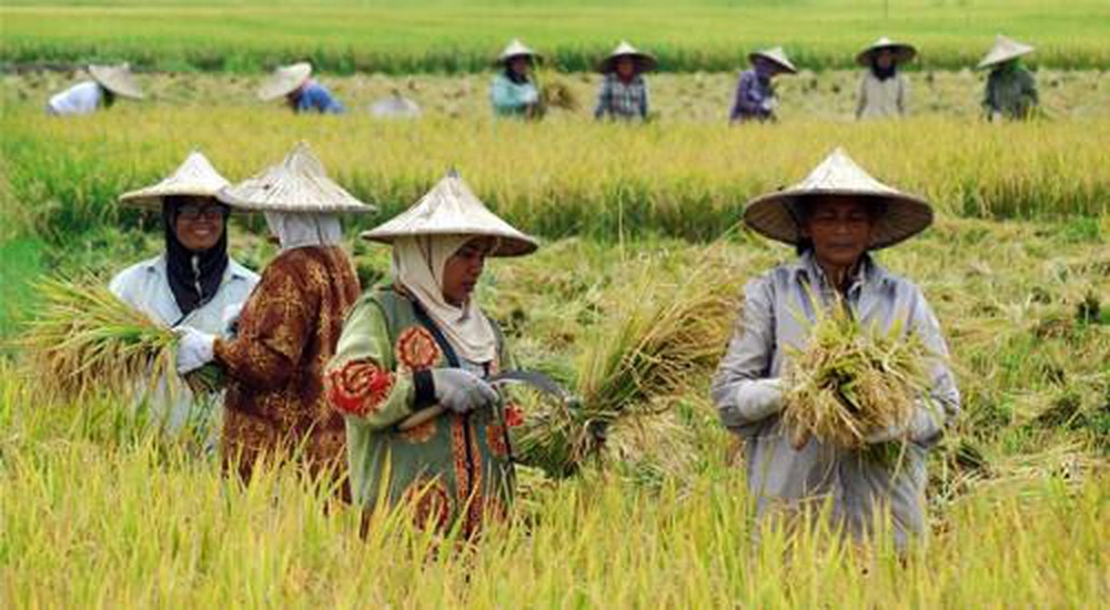Dân làng ở Indonesia hợp sức chống biến đổi khí hậu (3/12/2019)
