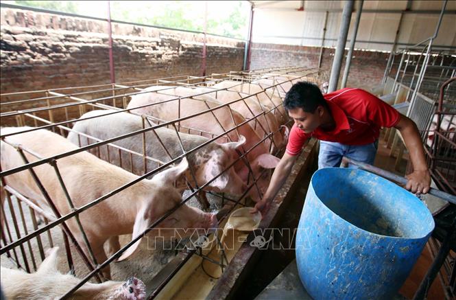 Chăn nuôi nhỏ lẻ - Hướng đi nào để đảm bảo phát triển bền vững? (19/12/2019)