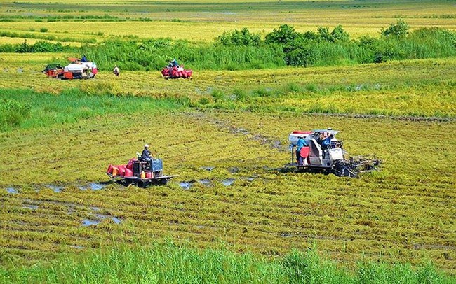 Giải pháp tăng giá lúa ở đồng bằng sông Cửu Long (24/2/2019)