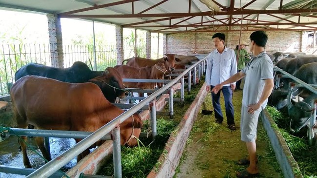 Đẩy mạnh công tác giống trong chăn nuôi trâu, bò (27/2/2019)