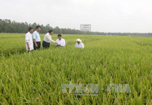 Thái Bình: Nhiều mô hình tích tụ đất đai có hiệu quả (27/2/2019)