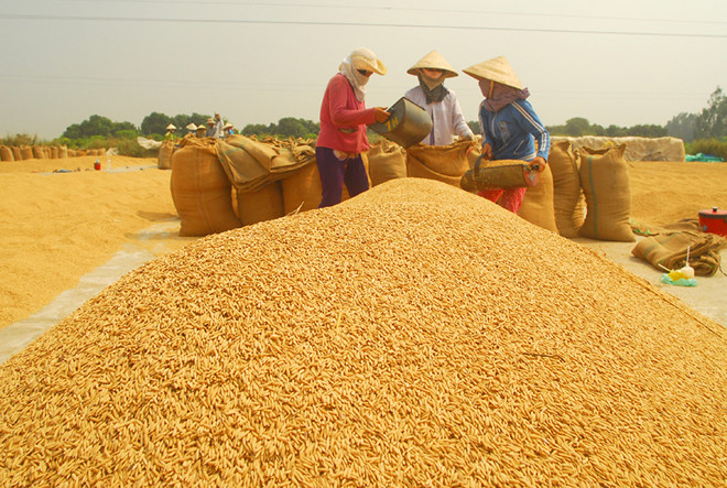 Giá lúa tại Đồng bằng sông Cửu Long lại rơi vào điệp khúc chờ 