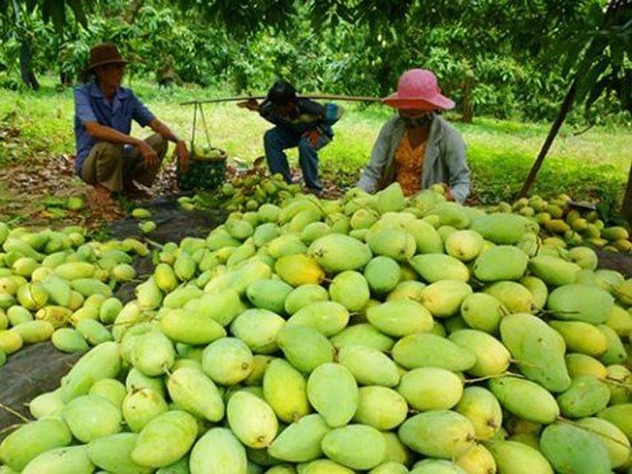 Đưa trái xoài xuất ngoại: Nhìn từ vùng nguyên liệu (14/2/2019)