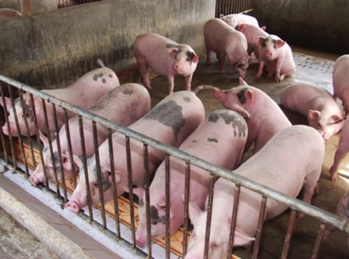 Ngân hàng nhà nước yêu cầu các tổ chức tín dụng hỗ trợ hộ chăn nuôi bị thiệt hại do dịch tả lợn châu Phi (26/3/2019)
