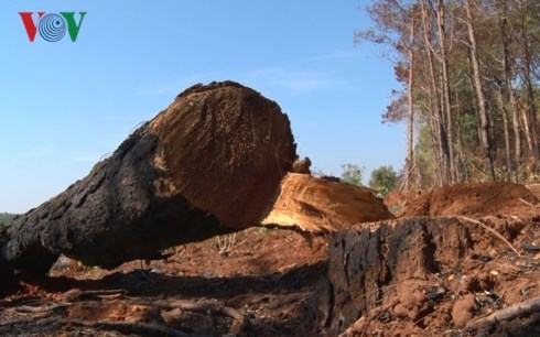 Gia Lai: Nhức nhối nạn phá rừng chiếm đất vùng ven thành phố Pleiku (29/3/2019)