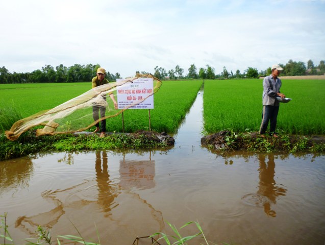 Ứng dụng hiệu quả các công nghệ sản xuất tiên tiến trong nông nghiệp tại tỉnh Hậu Giang (24/4/2019)