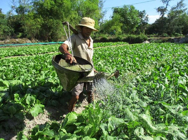 Một gia đình người dân ở Đà Nẵng có đời sống khá lên nhờ trồng rau sạch (11/4/2019)