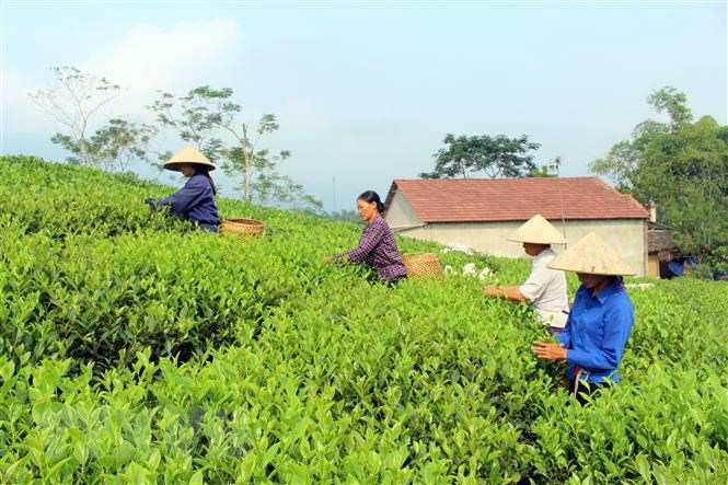 Giải pháp phát triển thương hiệu chè (23/4/2019)