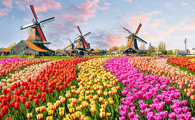Thiên đường hoa tulip Keukenhof tuyệt đẹp của Hà Lan (6/4/2019)