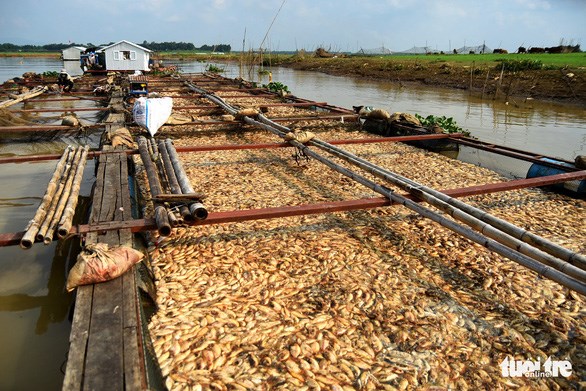 THỜI SỰ 6H SÁNG 28/5/2019: Nguyên nhân hàng nghìn tấn cá chết trên sông La Ngà (Đồng Nai): Đã có kết quả xét nghiệm các mẫu.