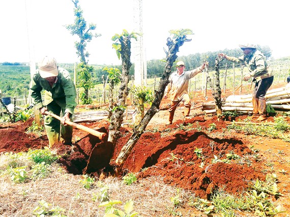 Nông nghiệp Tây Nguyên - Tìm động lực cho giai đoạn mới (13/5/2019)