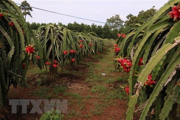 Kinh nghiệm xây dựng vùng nguyên liệu của các doanh nghiệp tại địa phương (15/5/2019)