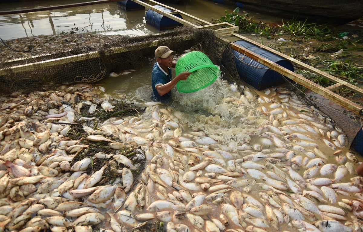 THỜI SỰ 21H30 ĐÊM 28/5/2019: Đồng Nai khẩn trương xác định nguyên nhân gần 1.000 tấn cá chết trắng sông La Ngà.