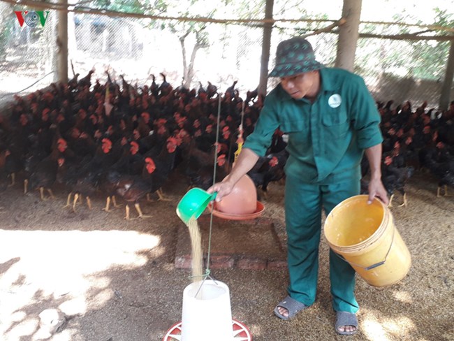 Gà thịt tăng giá, nông dân tại Bà Rịa – Vũng Tàu phấn khởi tăng đàn (10/5/2019)