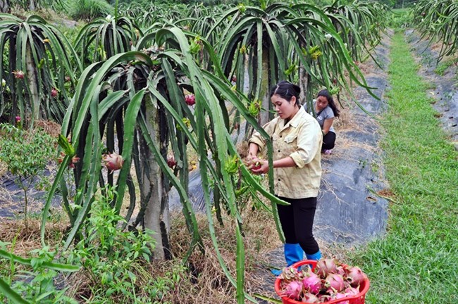 Vĩnh Phúc phát triển sản phẩm đặc trưng hướng đến nông thôn mới bền vững (28/6/2019)