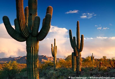 Công nghệ làm nhựa tự phân hủy từ cây xương rồng ở Mexico (11/6/2019)