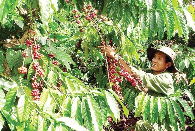 Tái canh đúng cách để ngành cà phê phát triển bền vững (6/6/2019)