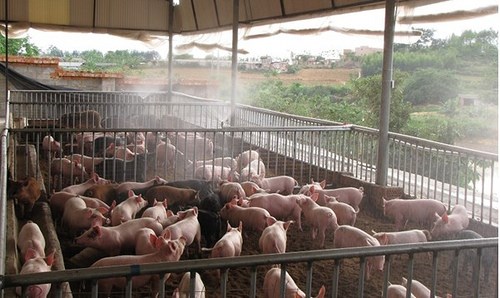 THỜI SỰ 21H30 ĐÊM NGÀY 9/6/2019: Dịch tả lợn Châu Phi vẫn tiếp tục lan rộng, người chăn nuôi không nên thấy giá tăng mà vội ồ ạt tái đàn.