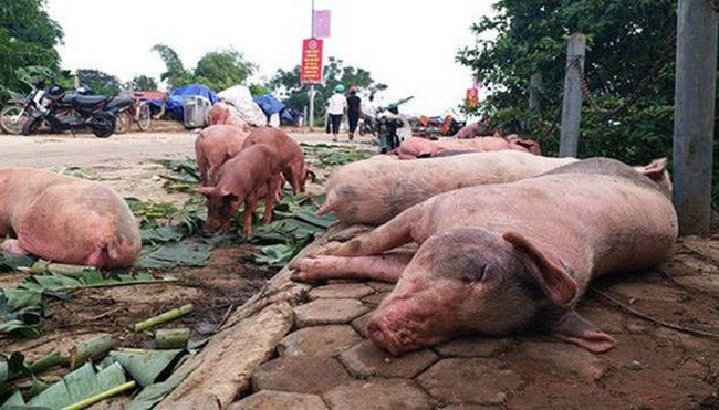 THỜI SỰ 12H TRƯA 4/6/2019: Thủ tướng chỉ đạo quyết liệt phòng, chống bệnh dịch tả lợn châu Phi.