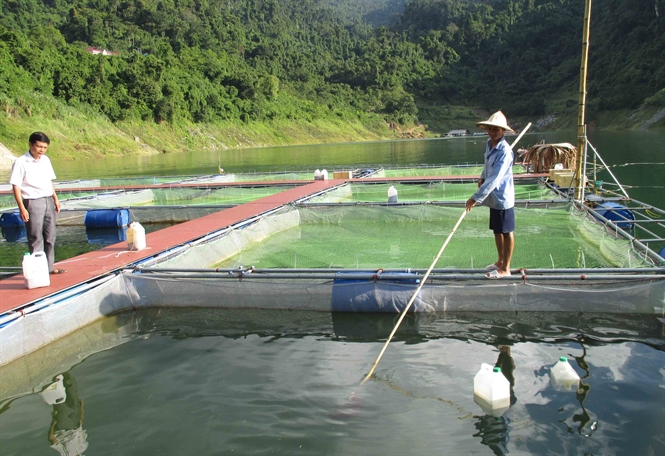 Kinh nghiệm phát triển nuôi cá lồng ở một số địa phương (18/6/2019)